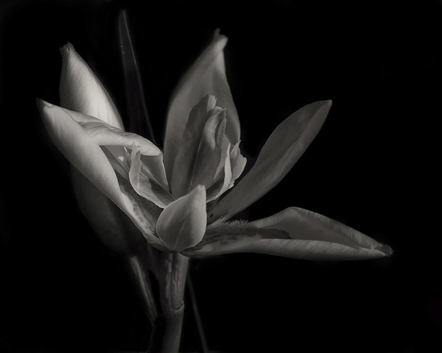 Lily Photograph by Mario Celzner