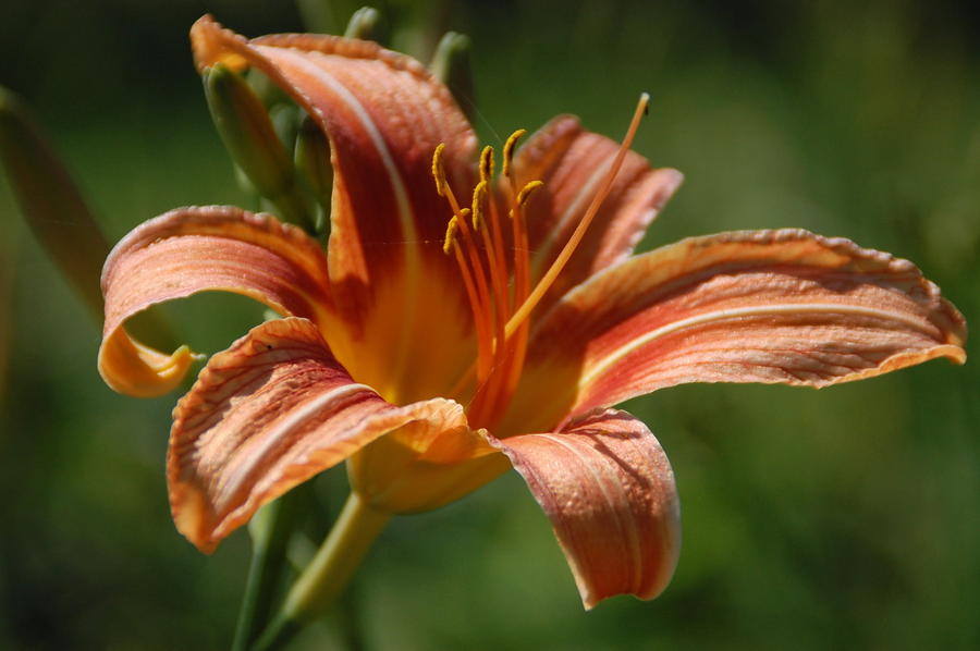 Lily Photograph by Michael Florence - Fine Art America