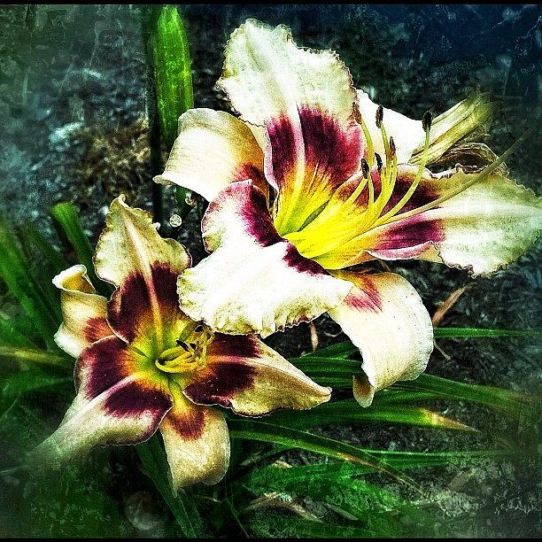 Flower Photograph - Lily by Michelle Behnken
