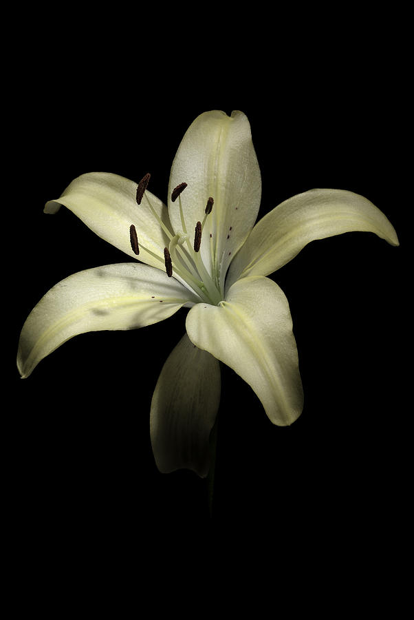Lily Photograph by Nathaniel Kolby