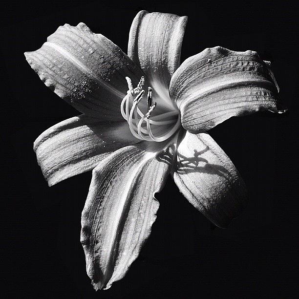 Lily Noir Photograph by Carl Milner