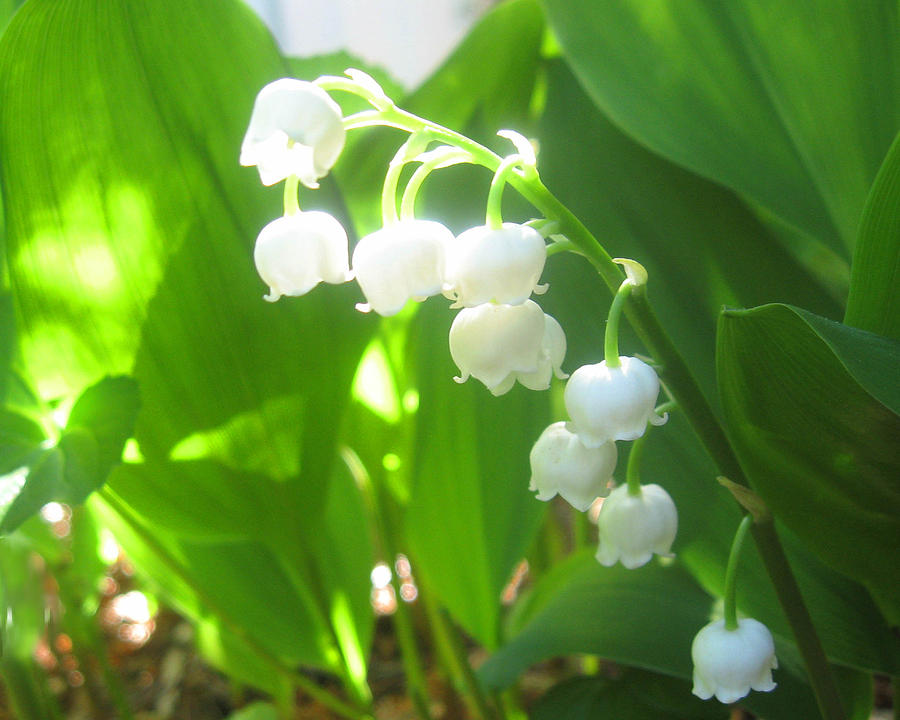 Lily of the Valley Photograph by Abigail L - Fine Art America