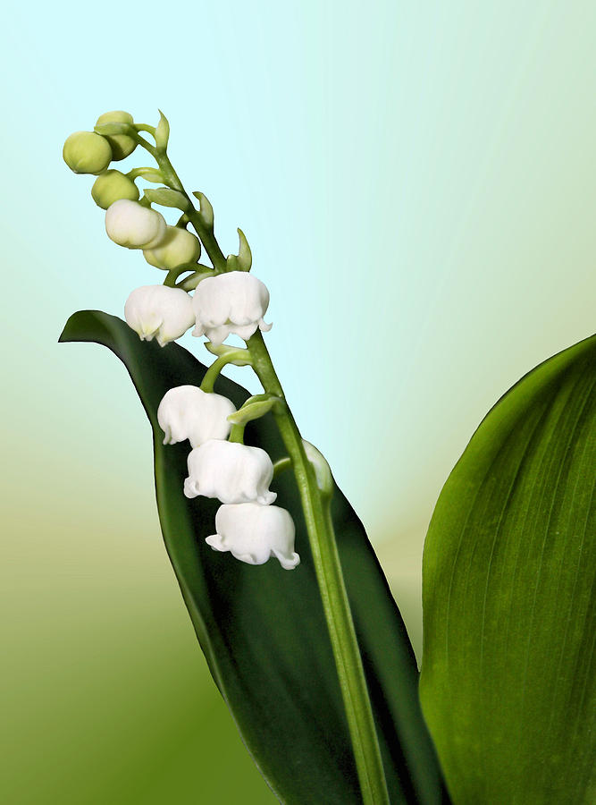 Lily of the Valley Photograph by Kristin Elmquist