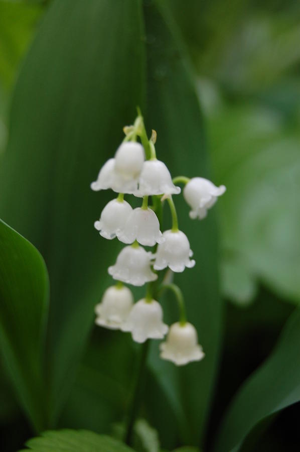 Nature Photograph - Lily of the Valley by Paul Thomley