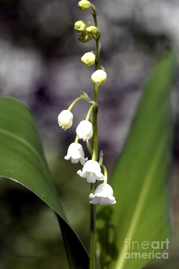 Lily of the valley Photograph by Yumi Johnson