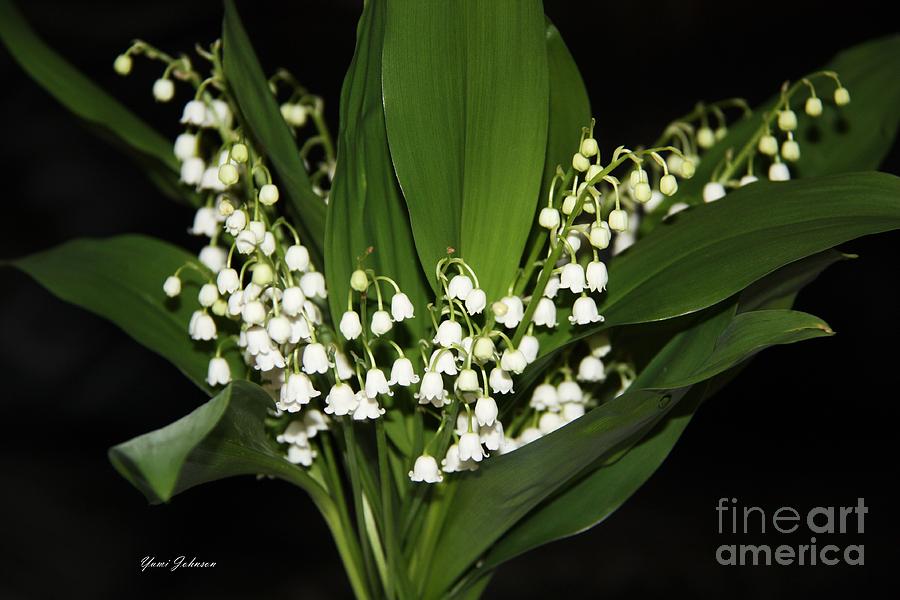 Lily of valley Photograph by Yumi Johnson