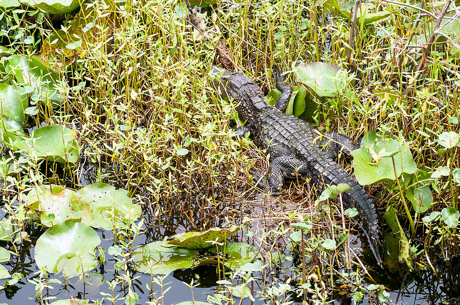 Lily Pad Alligator Photograph