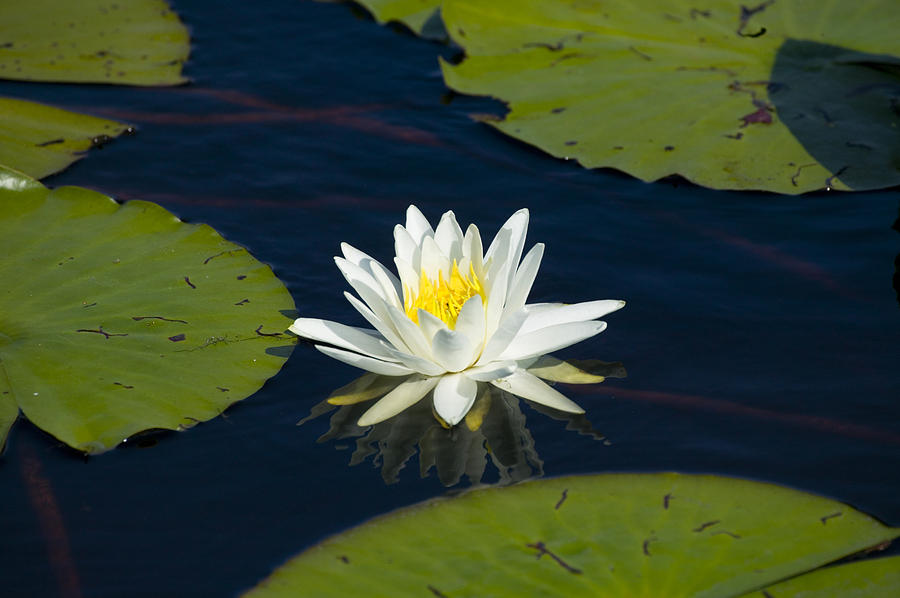 Nature Photograph - Lily Pad and Flower by Rich Franco