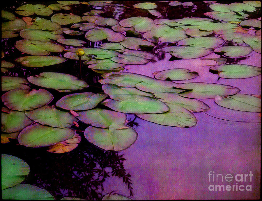 Lily Pad Impressions Photograph by Judi Bagwell