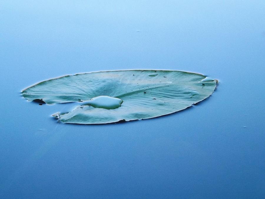 Lily Pad In The Sky Photograph
