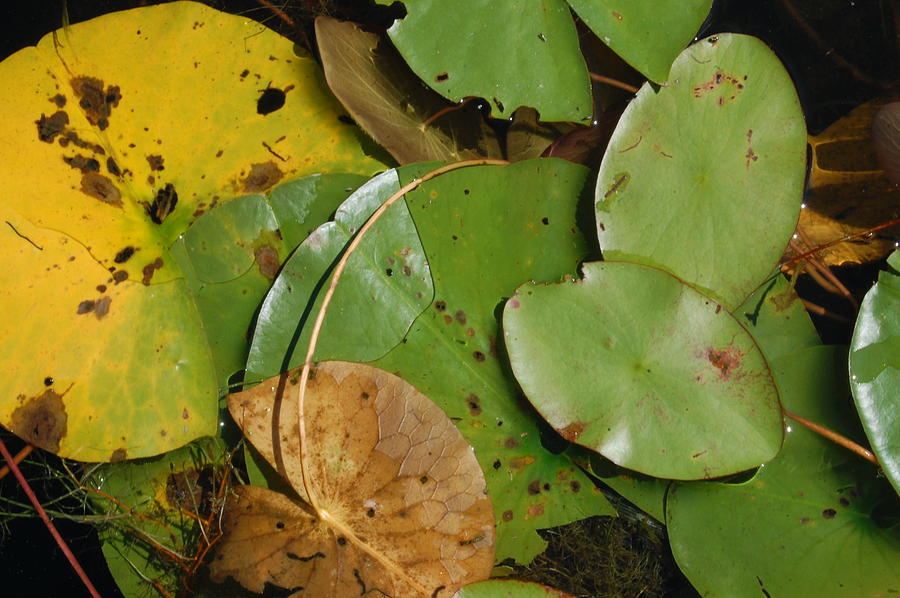 Lily Pad Inspection Photograph by Margaret Pitcher