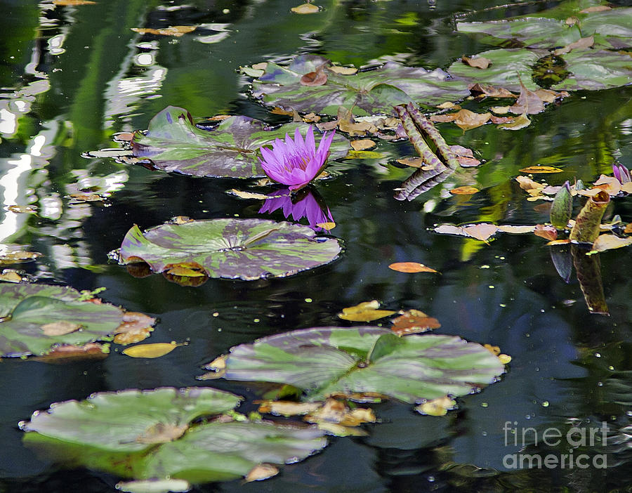 Lily Pad Photograph by Madeline Ellis