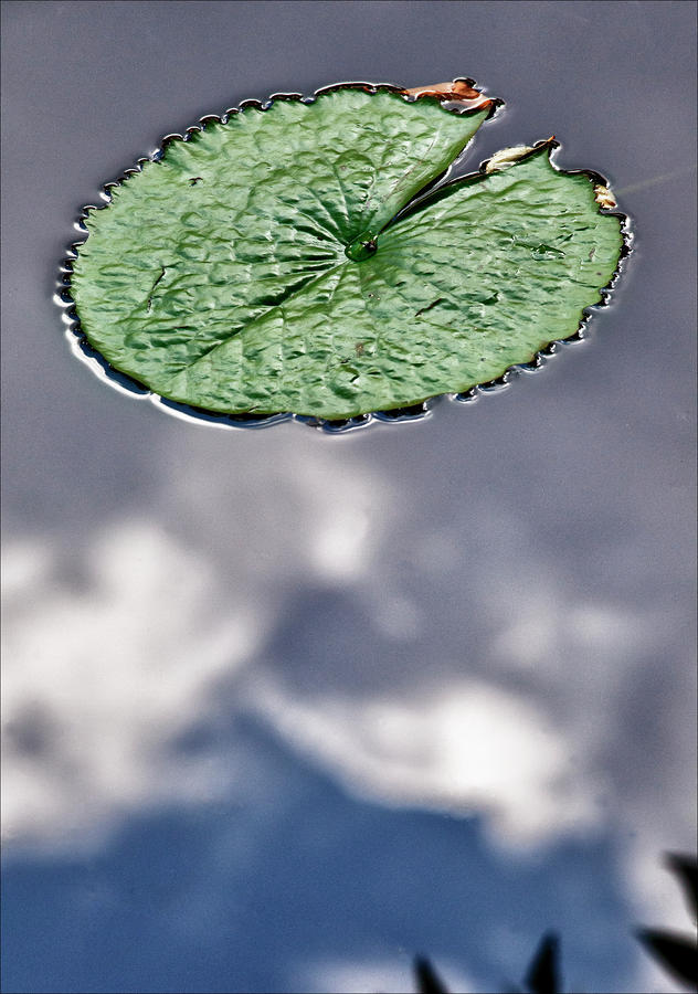 Plants Photograph - Lily Pad by Robert Ullmann