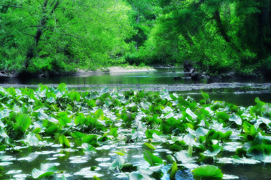 Lily Pads Photograph - Lily Pads Along Unami Creek by Bill Cannon