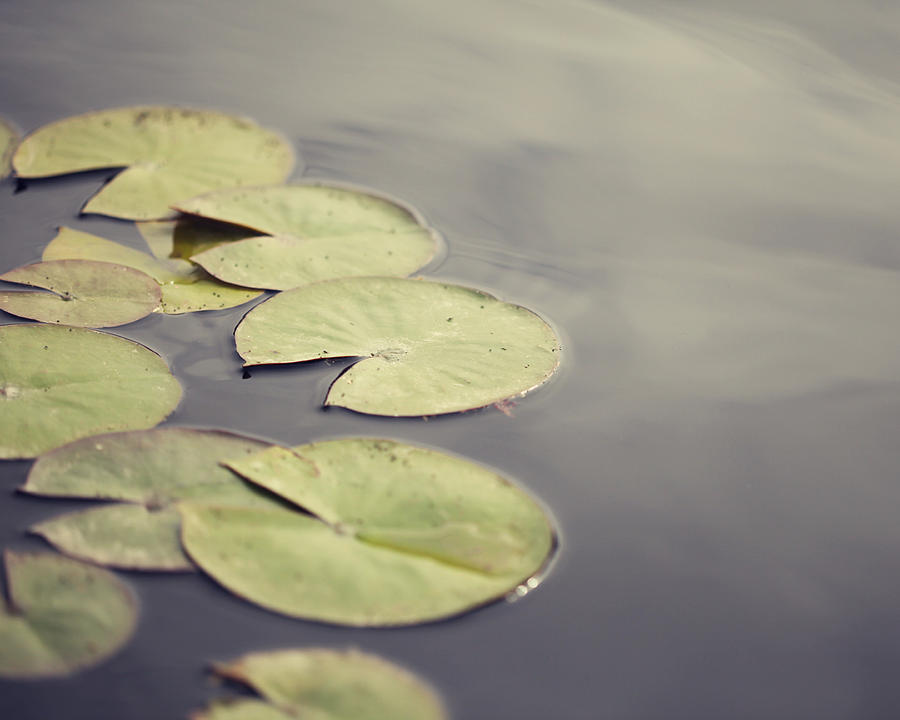 Lily Pads Photograph by Amelia Matarazzo - Fine Art America