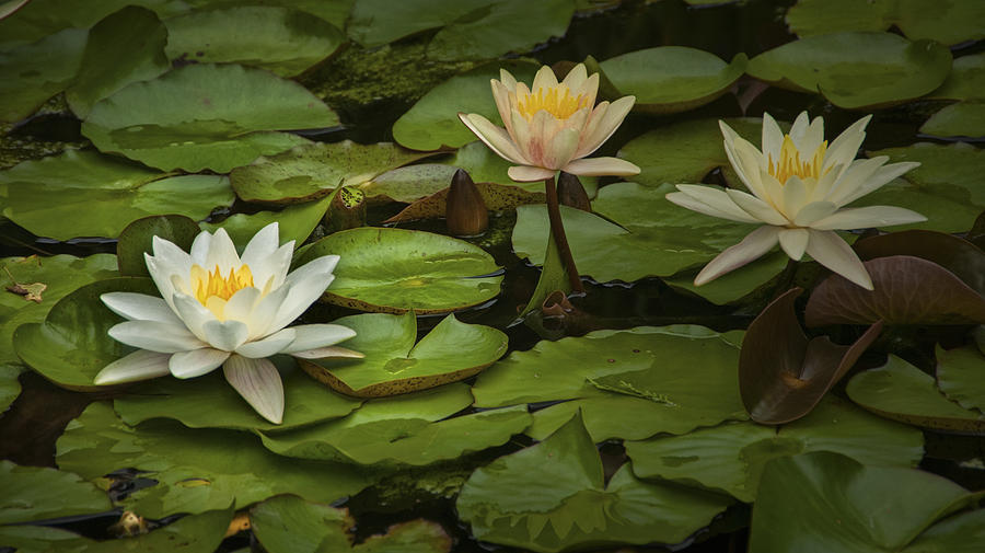 Lily Pads and Blossoms. No186 Photograph by Randall Nyhof - Fine Art ...