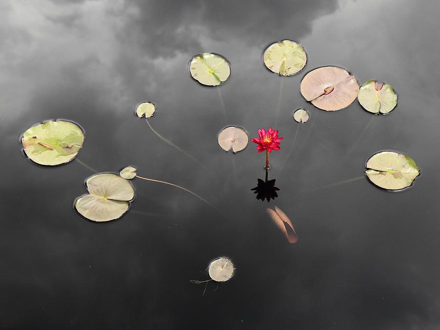 Lily pads and lotus on a stormy day Photograph by Scott Rackers