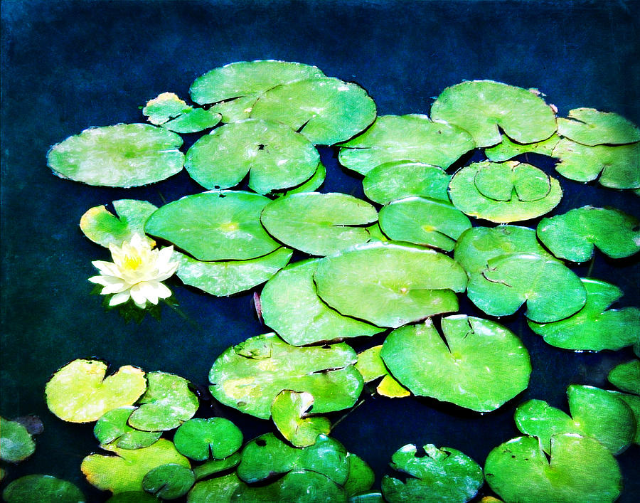 Lily Pads and Lotus Photograph by Tammy Wetzel