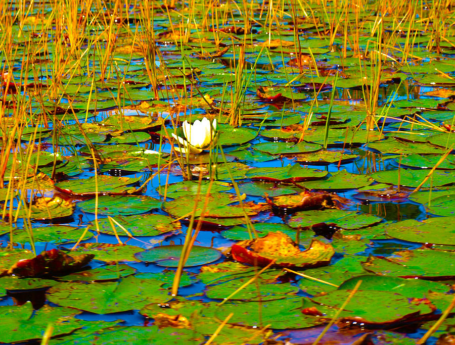 Lily Pads Ardent Photograph by Katherine Huck Fernie Howard