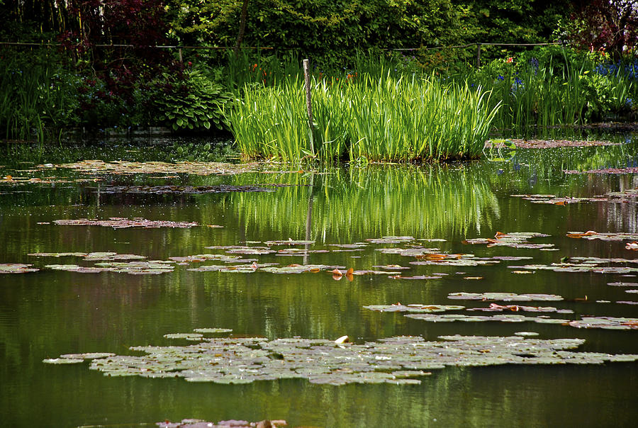 Lily Pads At Giverney Photograph by Eric Tressler