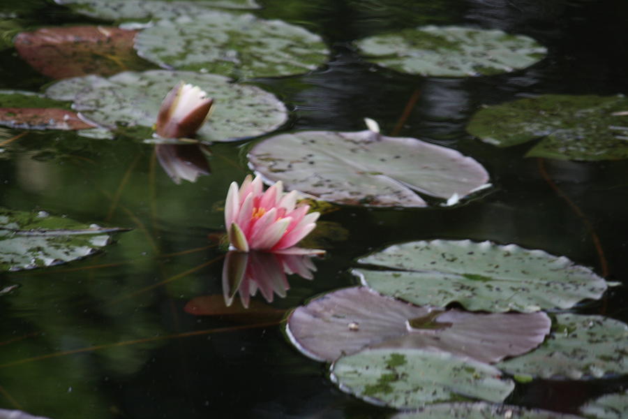 Claude Monet Photograph - Lily Pads by Donna Walsh