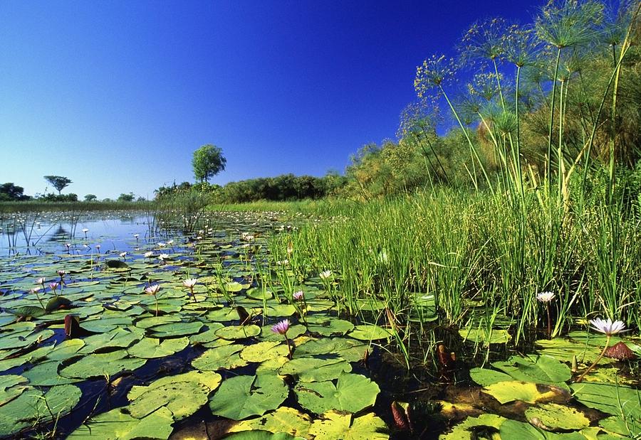 Flower Photograph - Lily Pads In A River, Okavango Delta by Axiom Photographic