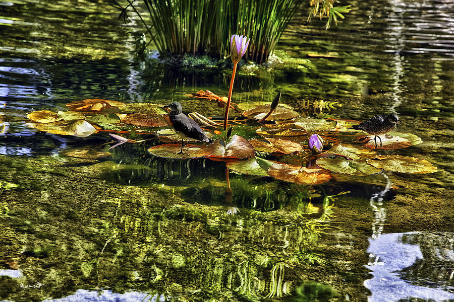Lily Pads in the Pond Photograph by Madeline Ellis