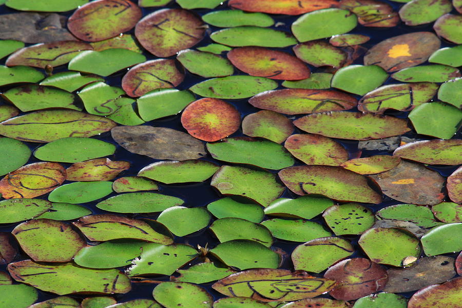 Lily Pads Photograph by Joi Electa