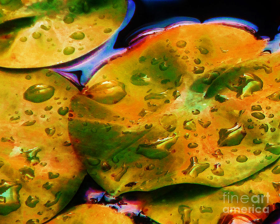 Lily Pads Photograph by Judi Bagwell