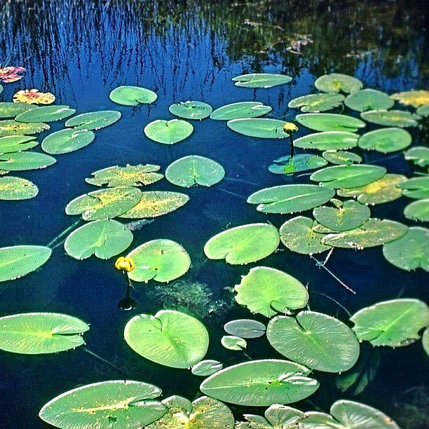 Nature Photograph - Lily Pads #lakeontario #ontario #canada by Shelley Walsh