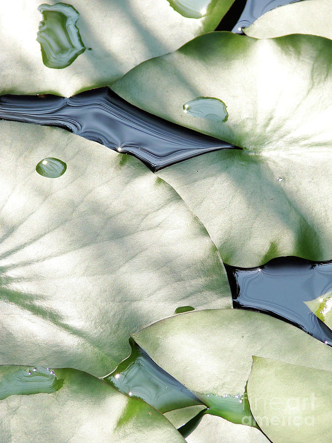 Lily Pads Photograph by Mark Holbrook