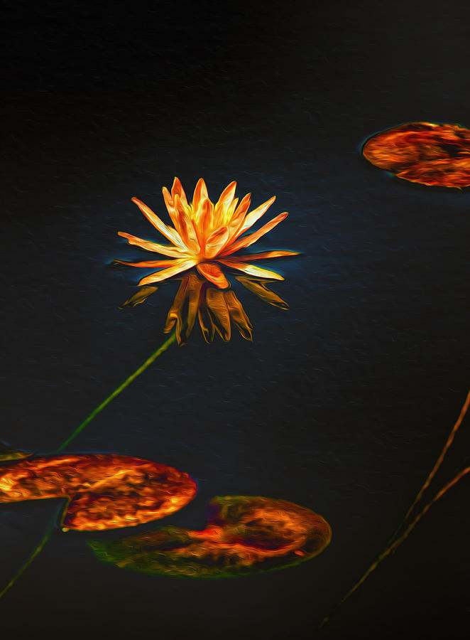 Lily Pads on Midnight Black Photograph by Bill and Linda Tiepelman