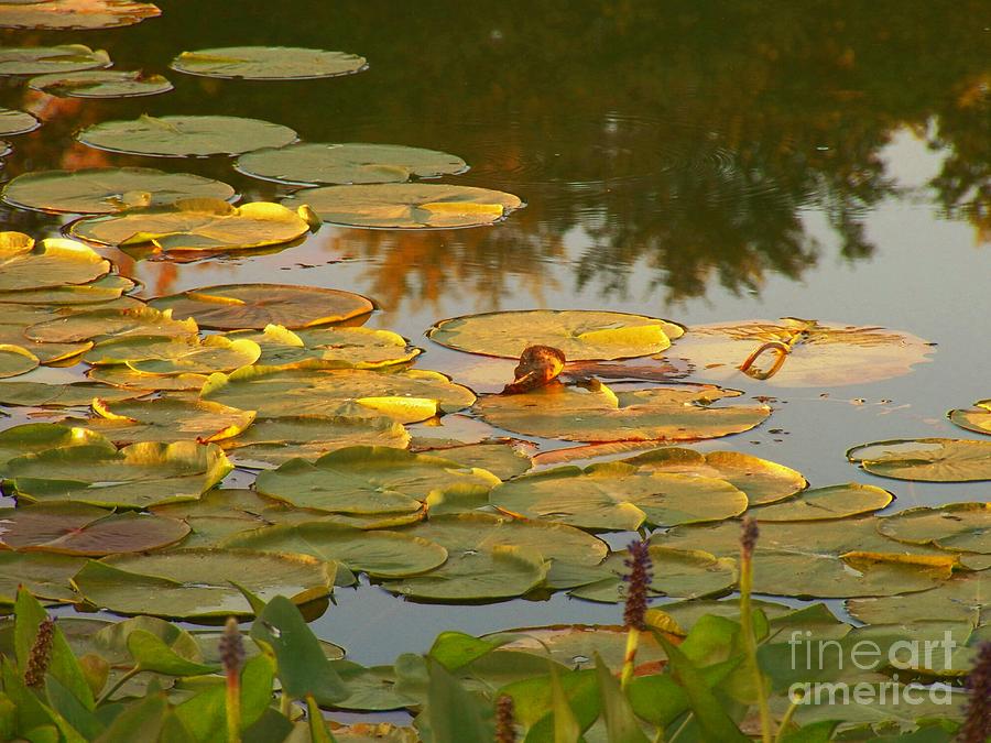 Lily Pads on the Water Photograph by Joyce Kimble Smith