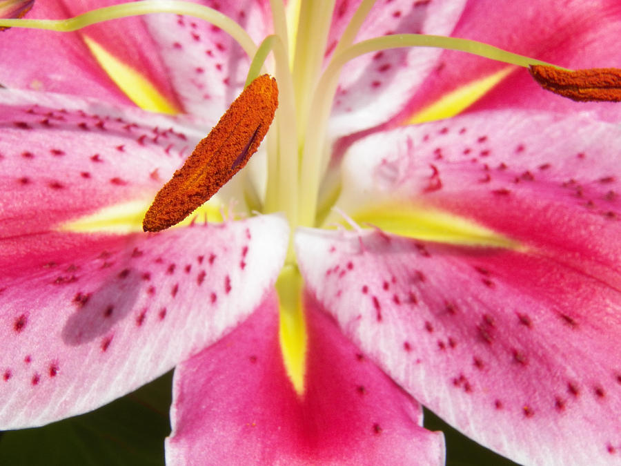 Lily Pollen Photograph by Corinne Elizabeth Cowherd Fine Art America