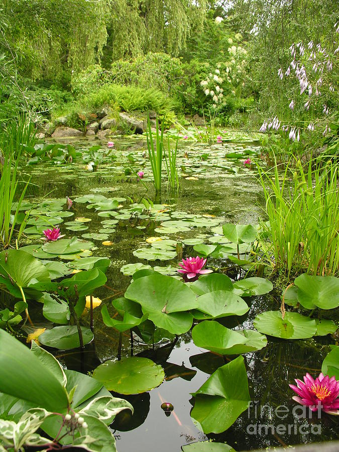 Lily Pond Photograph by Diane Lesser