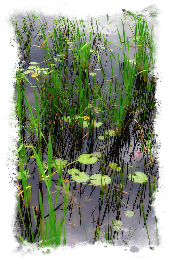 Lily Pond Photograph by Harry Spitz