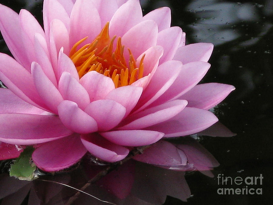 Flowers Still Life Photograph - Lily Reflections by Brenda Combs