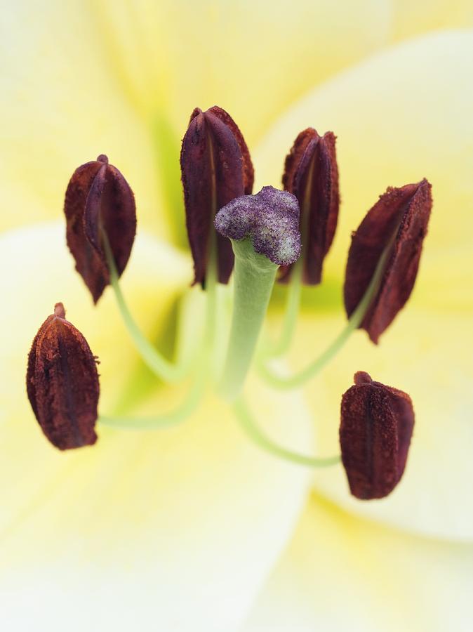 Lily Reproductive Parts Photograph by Dr Jeremy Burgess - Pixels