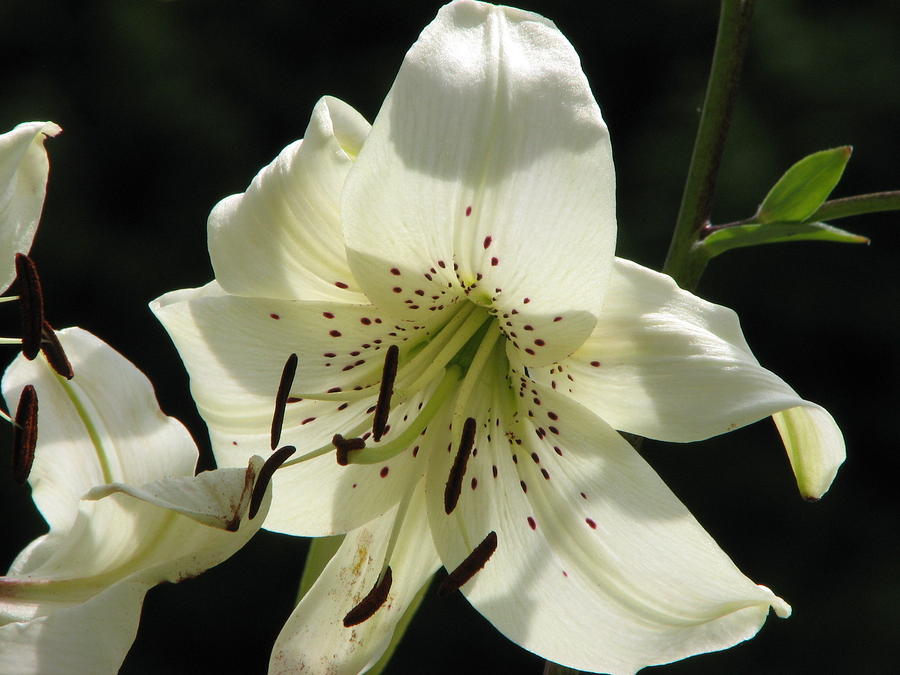 Lily Photograph by Sandra Rohmann - Fine Art America