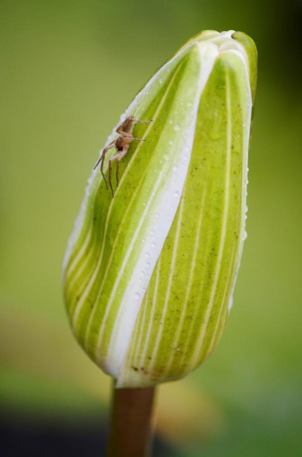 Lily Spider Photograph by Lynda Dawson-Youngclaus