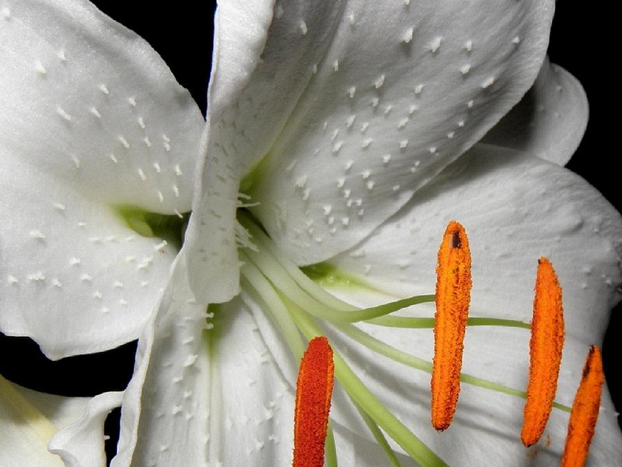 Lily stems and detail Photograph by Kim Galluzzo Wozniak
