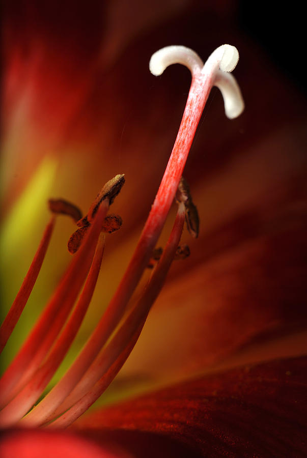 Lily stigma in closeup Photograph by Dung Ma