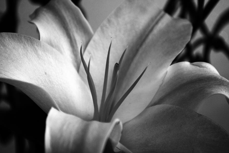 Lily Photograph - Lily by Sumit Mehndiratta