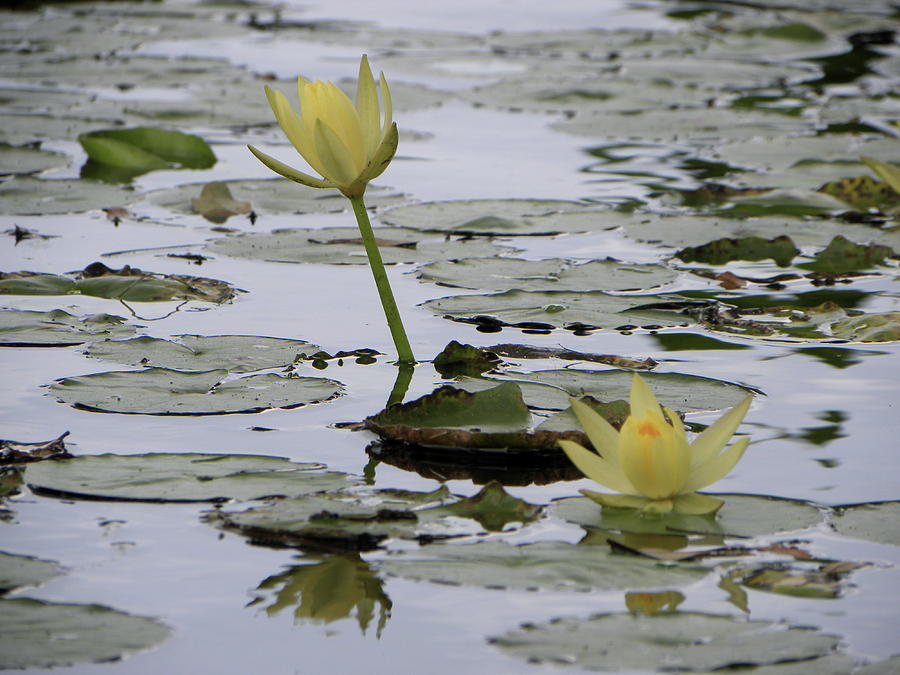 Lily Photograph by Trishia Gibson - Fine Art America