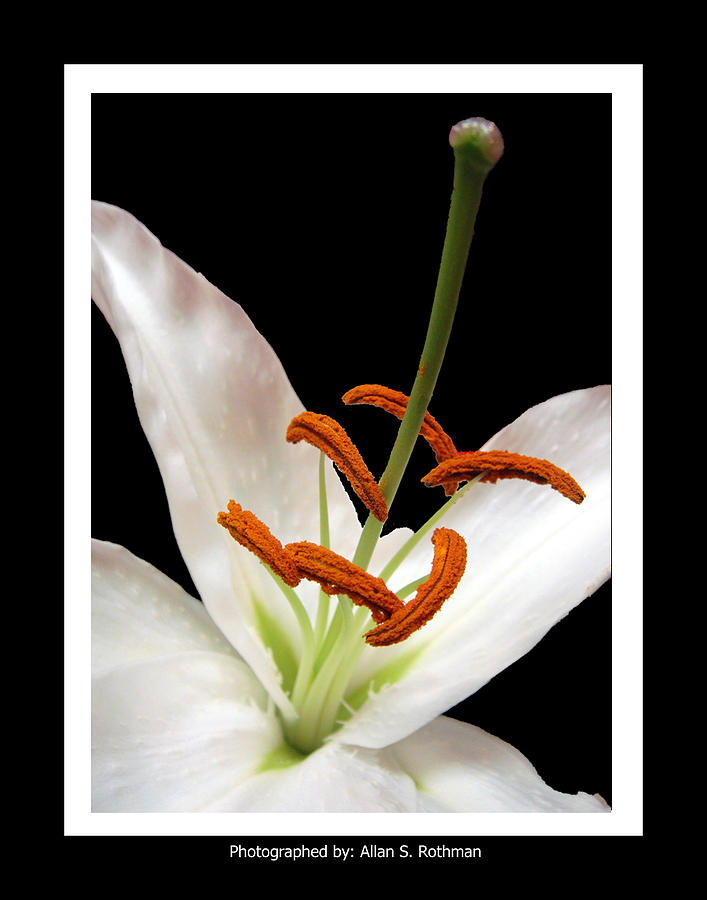 Lily Vertical Photograph by Allan Rothman