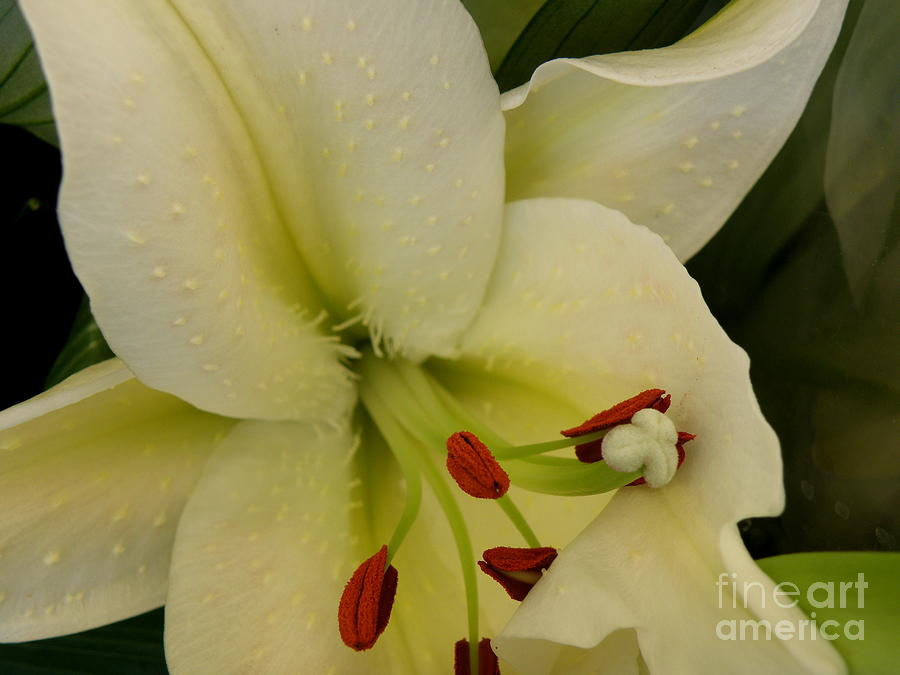 Lily White Photograph by Lainie Wrightson