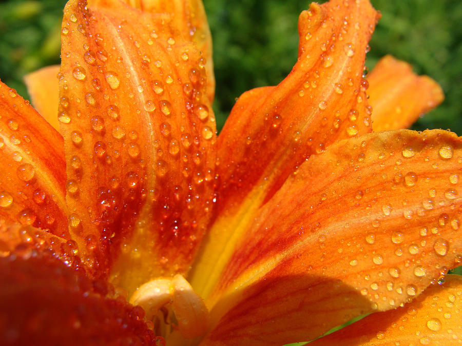 Lily With Orange Petals  Photograph by Stacy Michelle Smith