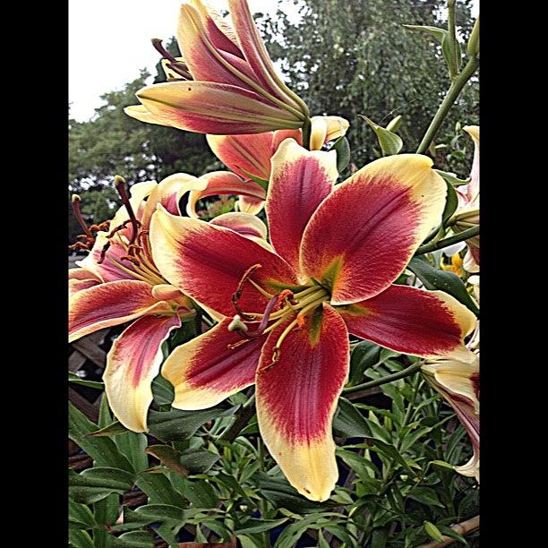 Lily Photograph - #lily#garden#igers #instago #instahub by Rita Frederick