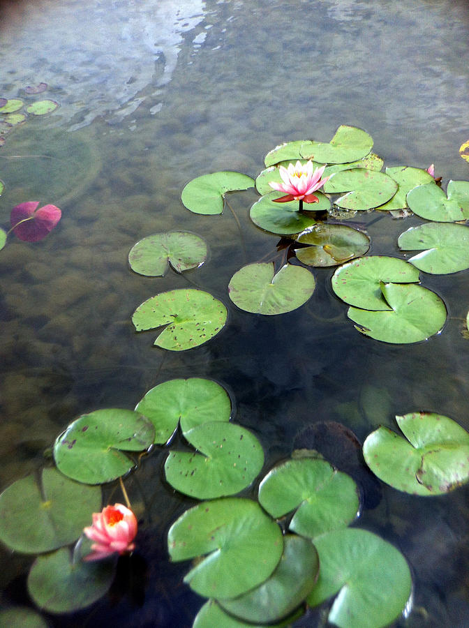 Lilypads Photograph by Naomi Wittlin