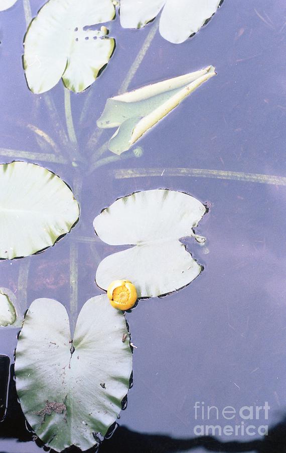 Lilypads Photograph by Richard Amble